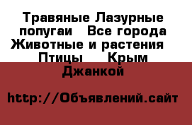 Травяные Лазурные попугаи - Все города Животные и растения » Птицы   . Крым,Джанкой